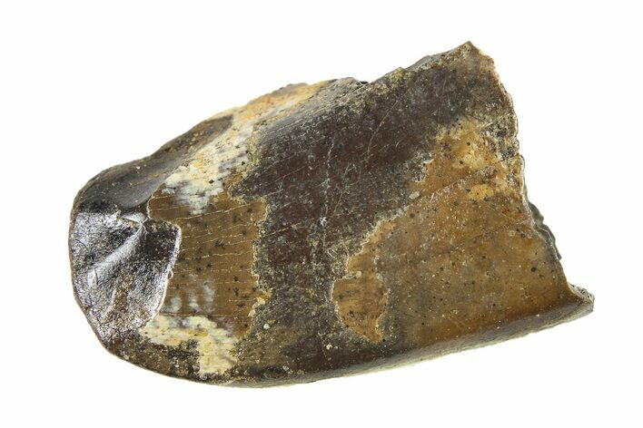 Fossil Tyrannosaur (Nanotyrannus) Tooth w/ Feeding Wear - Montana #338755